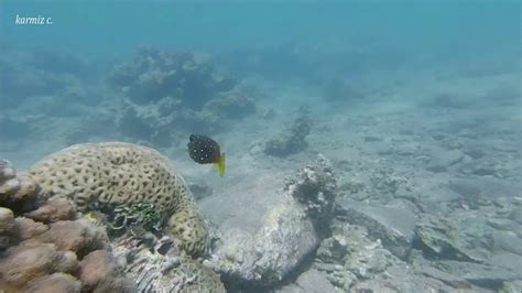 Aqaba snorkeling - YouTube