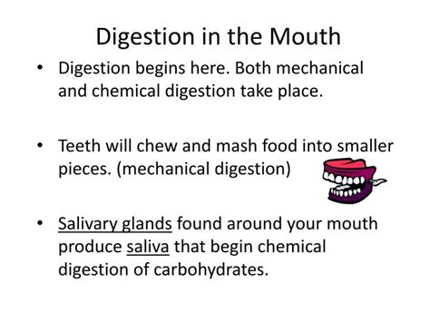 PPT - Digestion in the Mouth PowerPoint Presentation - ID:2193431