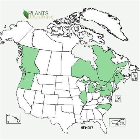 Cornell Cooperative Extension | Giant Hogweed