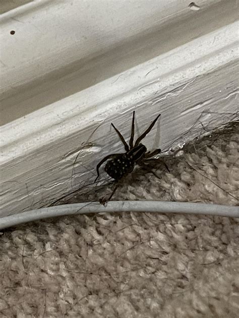 What is this spider. It had babies on it. : r/whatisthisbug