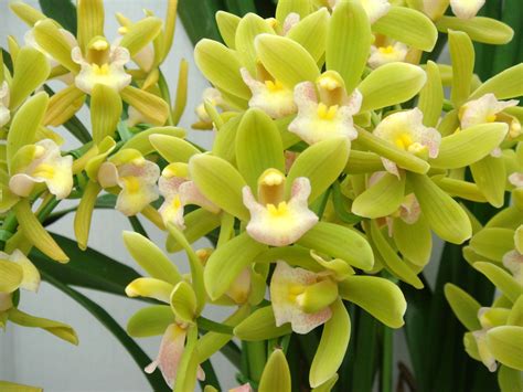 Cymbidium Sarah Jean