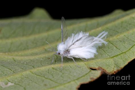 Balsam Woolly Adelgid Photograph by Ted Kinsman - Fine Art America