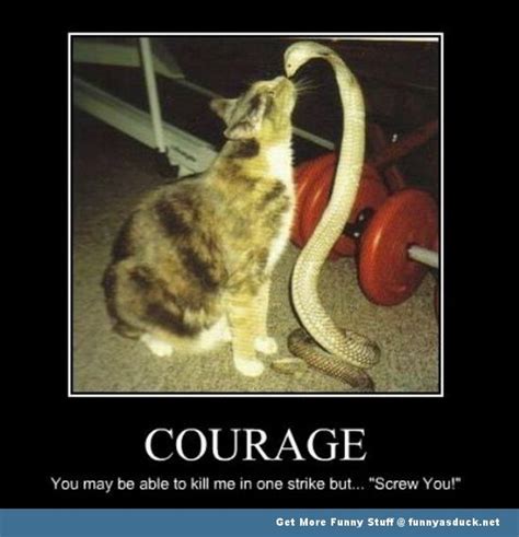 cat snake cobra meme lolcat animal funny pics pictures pic picture image photo images photos lol ...