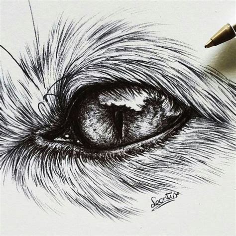 Cute Fox Eye Drawing