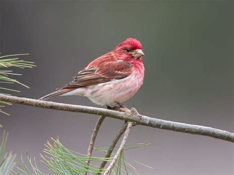 What is the State Bird of New Hampshire? (And Why?) | Bird Fact