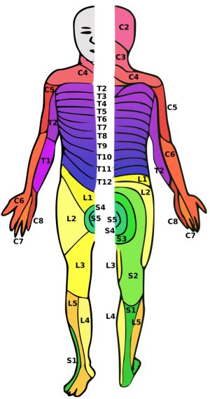 Central cord syndrome - WikEM