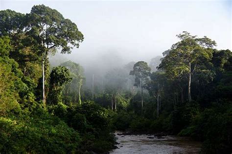 Identifying forests for protection in Borneo