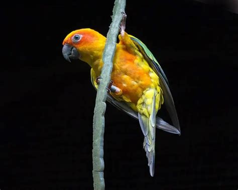 Sun Parakeet - Facts, Diet, Habitat & Pictures on Animalia.bio