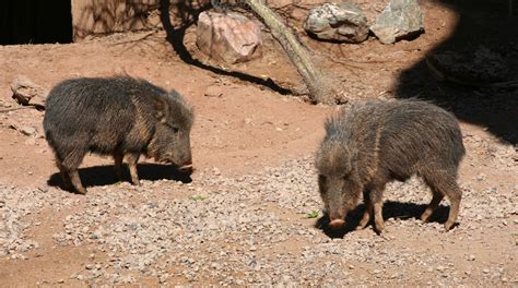 File:Catagonus wagneri 2 - Phoenix Zoo.jpg - Wikimedia Commons