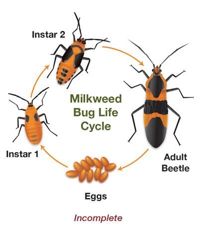 Comparative Metamorphosis - Carolina Knowledge Center