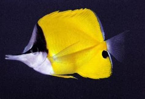 Longnose Butterflyfish Information and Picture | Sea Animals