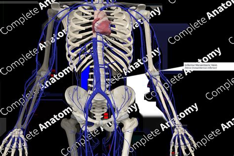 Inferior Mesenteric Vein | Complete Anatomy