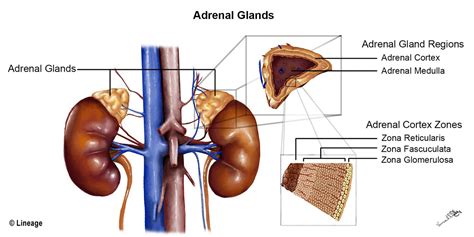 Adrenal kortex Adalah - Kamus Biologi Online - masyog.com