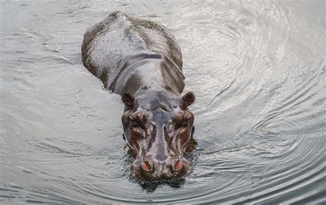 Namibia’s most endangered species – Travel Namibia