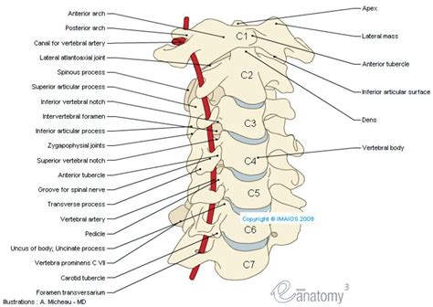 Anatomy of the spine and back