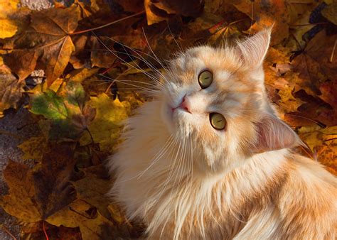 Photo Cats Autumn Ginger color animal Staring