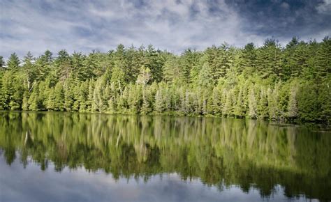 Michigan forests: fueling the local bio-economy | wgvu