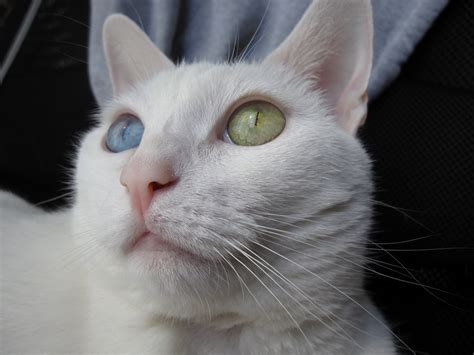 Odd eyed cat | Color Genetics