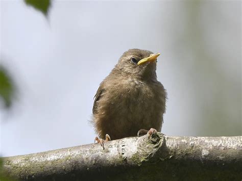 Wren Nesting In The UK: A Complete Guide | Birdfact