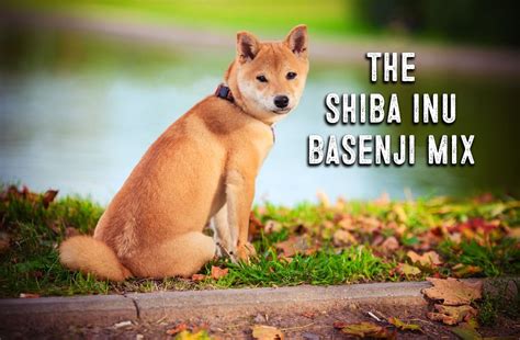 Shiba Inu Basenji Mix Facts And Information - My First Shiba Inu