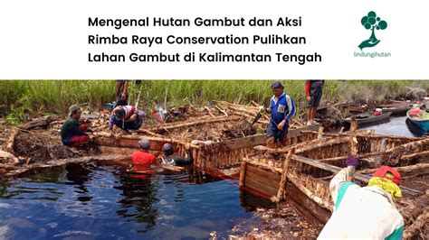 Mengenal Hutan Gambut dan Aksi Rimba Raya Conservation Pulihkan Lahan ...