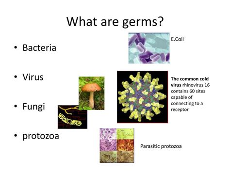 PPT - Germs PowerPoint Presentation, free download - ID:2314321