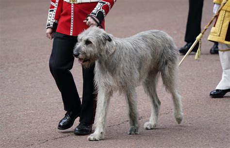 Seamus the Irish wolfhound ‘stealing the show’ at Trooping the Colour | The Independent