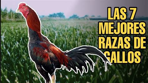 LAS 7 MEJORES RAZAS DE GALLOS - YouTube