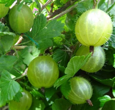 Growing Gooseberry Bushes In The Yard | Gooseberry bush, How to grow ...