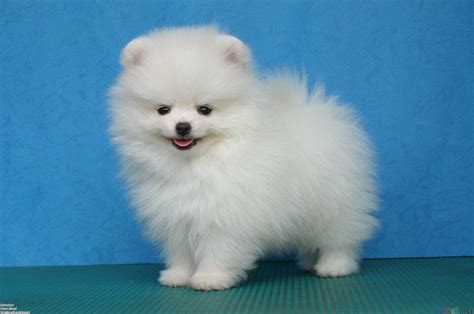 Pomeranian Wallpapers - Wallpaper Cave