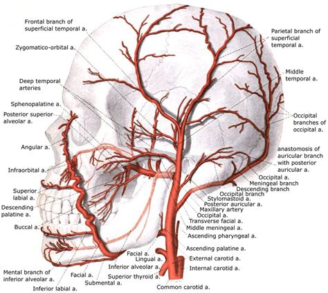 External Carotid Artery - Physiopedia