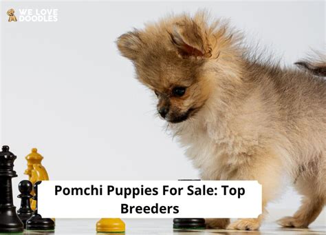 Pomchi Puppies For Sale: Top 4 Breeders! (2023) - We Love Doodles