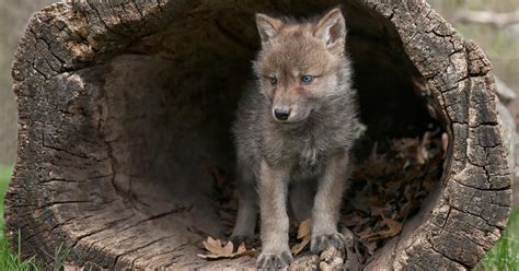 Wolves in Colorado: What We Know About the Reintroduction Plan