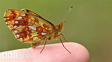 Rare British butterfly expands into Devon forest - BBC News