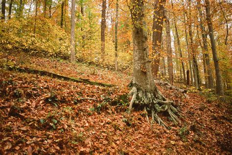 Fall Colors: Mammoth Cave National Park