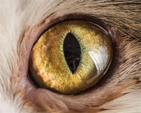 These Closeup Portraits Of Cat Eyes Are Kitty Lover Kryptonite ...