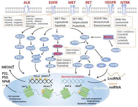 Lung Cancer Targeted Therapy