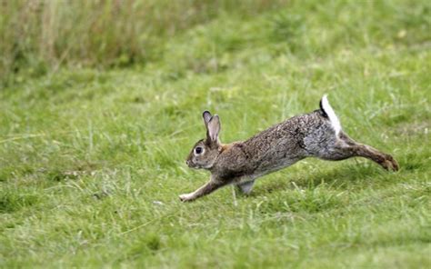 What Do Wild Rabbits Eat? - Rabbits Life