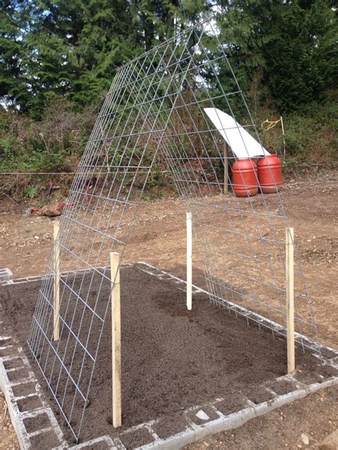 My pole bean trellis made with hog fencing | Bean trellis, Growing ...