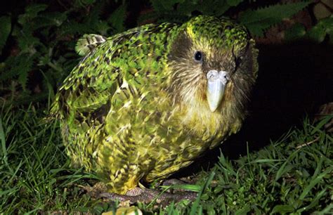 Kakapo – wildfactsonwildlife