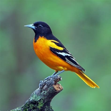 Baltimore Oriole – birdfinding.info