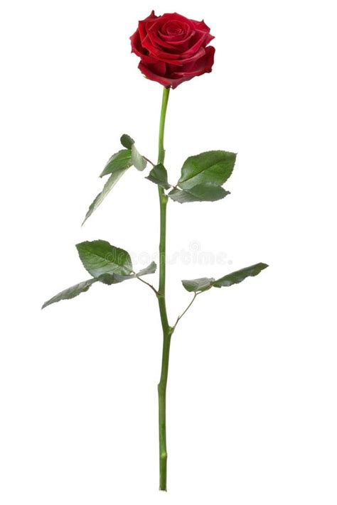 Red rose, long stem stock photo. Image of stem, beauty - 17812754