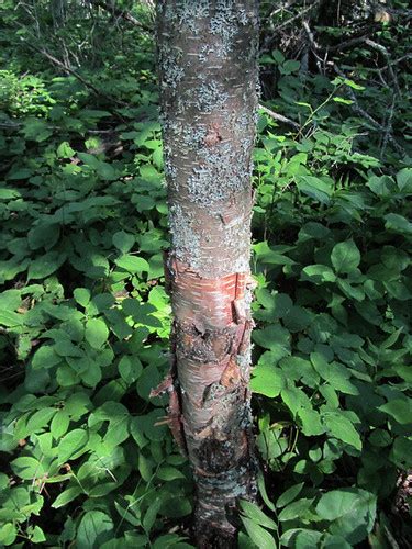 Yellow-Birch-bark | Found in Judge Magney State Park, Minnes… | Homer Edward Price | Flickr