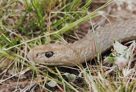 Australian Venomous Snakes, Poisonous Australian Snakes