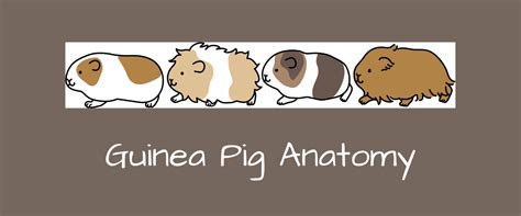 Guinea pig anatomy: five fun facts | Small Pet Select