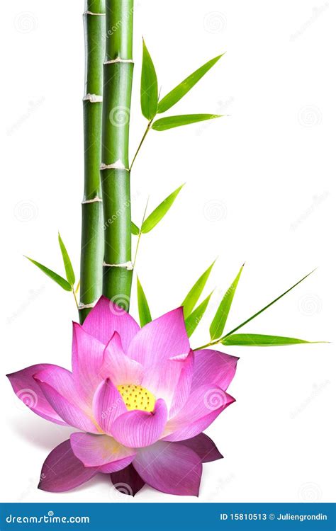 Bamboo And Lotus Flower Stock Photos - Image: 15810513