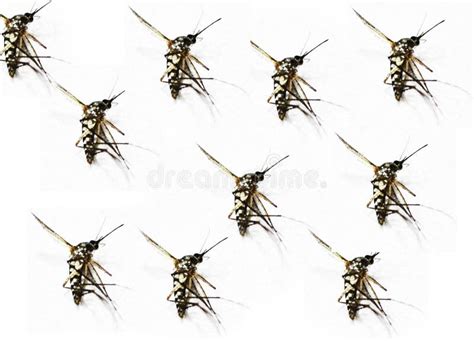 The Type of Mosquito that Bites Causes Dengue Fever. Stock Image - Image of mosquito, barrier ...