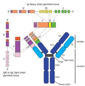 Antibody Heavy and Light Chains - Creative Diagnostics