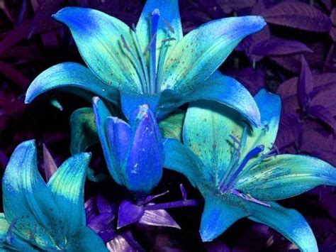 Lilies in blue | Blaue blumen, Pflanzen, Blumen