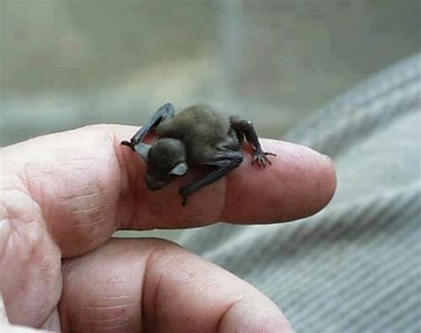 The Bumblebee Bat~is the smallest mammal in the world, weighing about the size of the weight of ...
